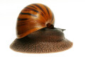 Achatina achatina Ghana F1